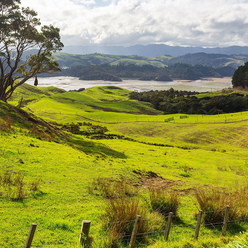 beautiful-rural-landscape-new-zealand-green-hills-trees